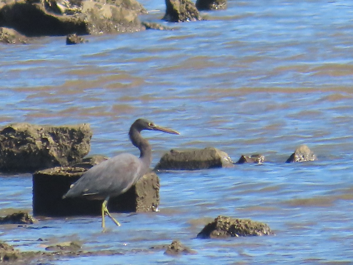 Pacific Reef-Heron - ML620477335