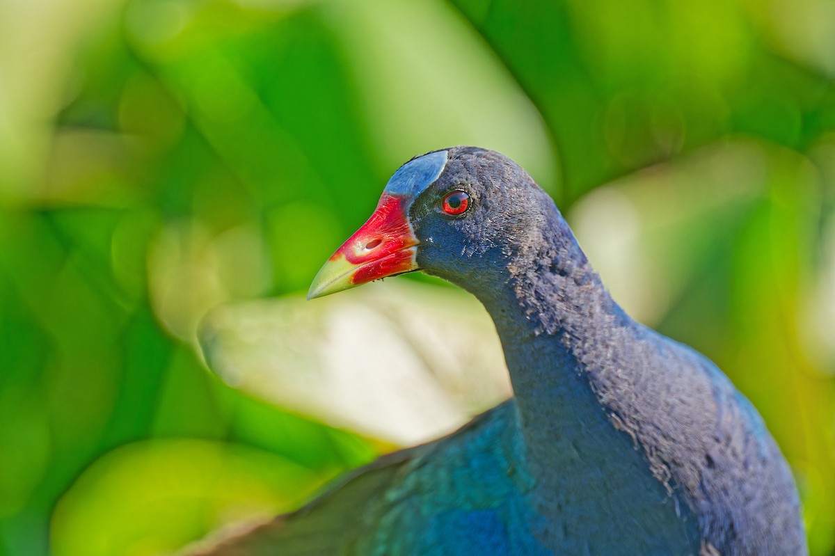 Purple Gallinule - ML620477337