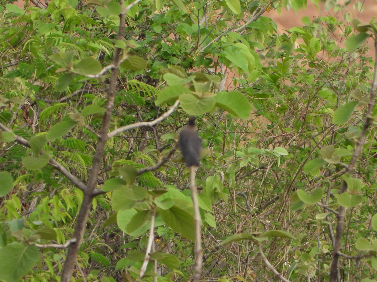 Indian Blackbird - ML620477338