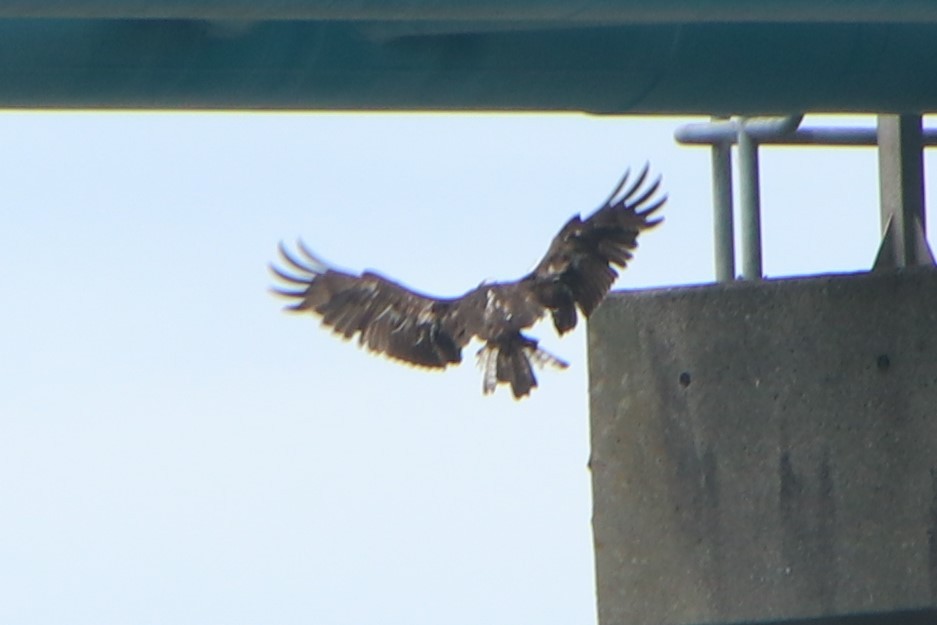 Águila Pescadora (haliaetus) - ML620477340