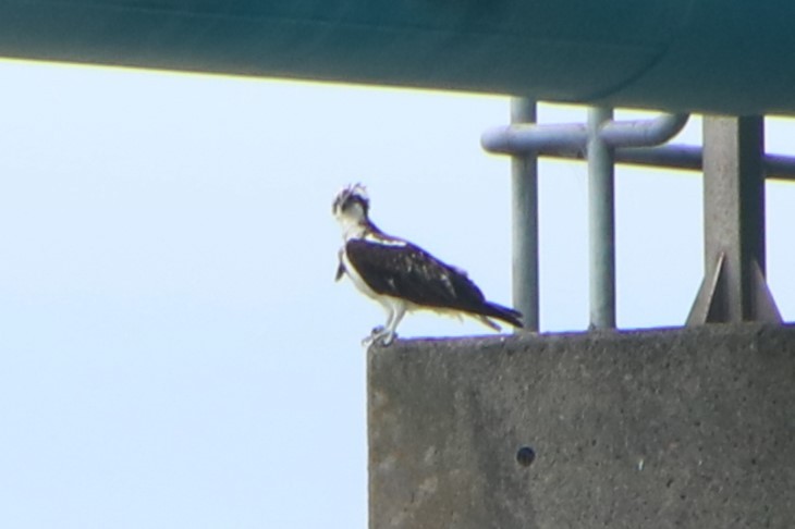 Águila Pescadora (haliaetus) - ML620477341