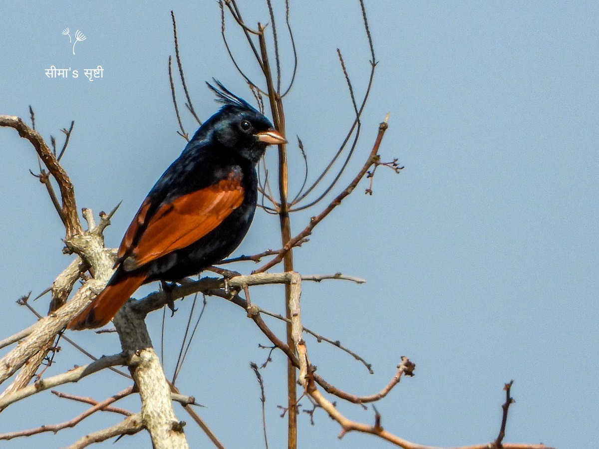 Crested Bunting - ML620477342