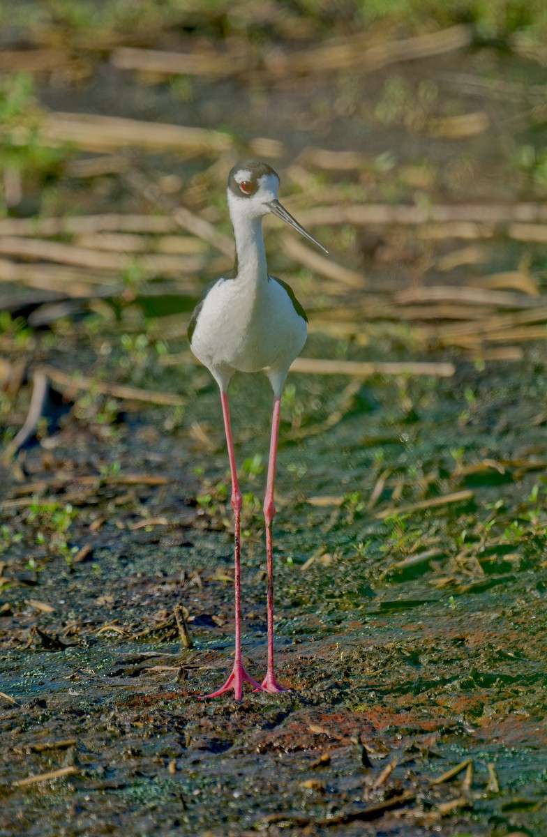 Cigüeñuela Cuellinegra - ML620477346