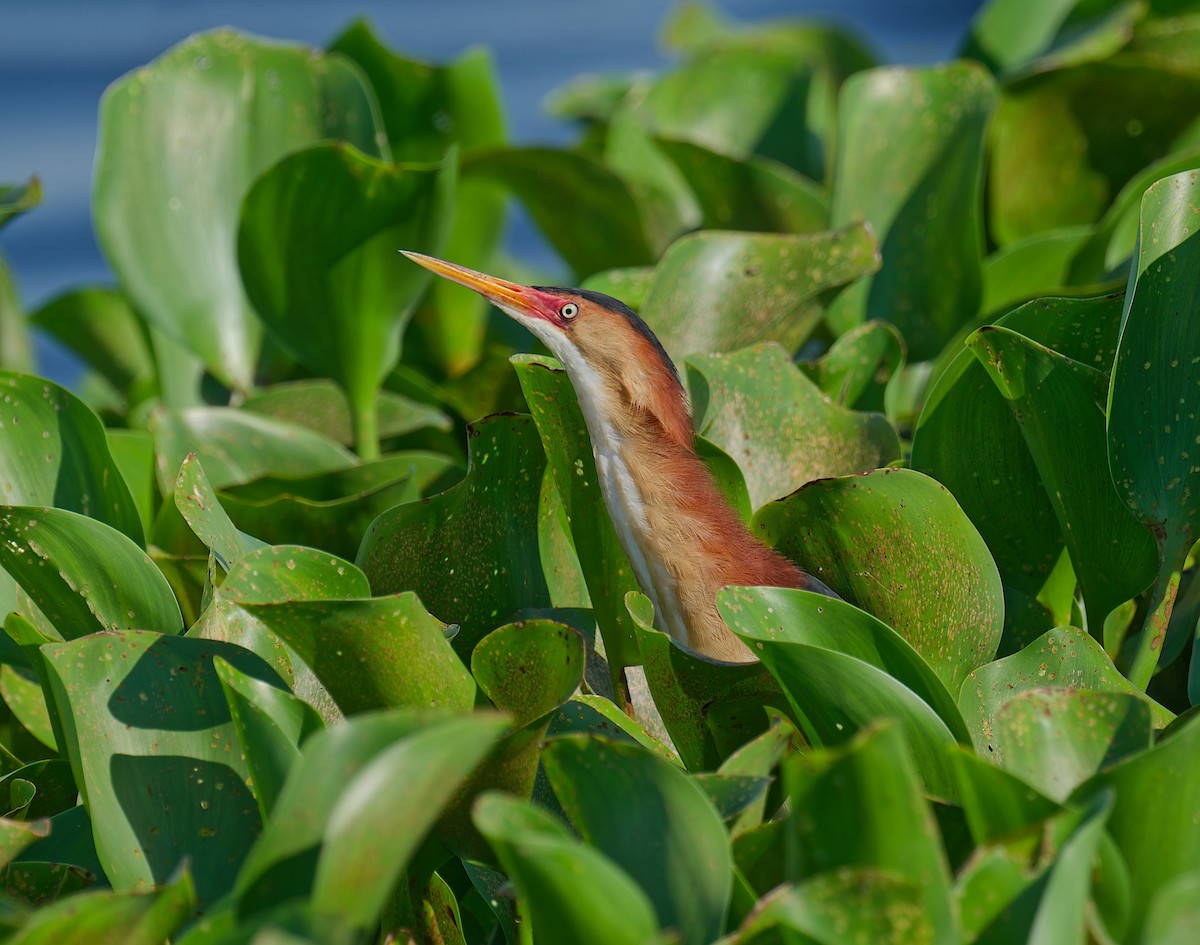 Least Bittern - ML620477348