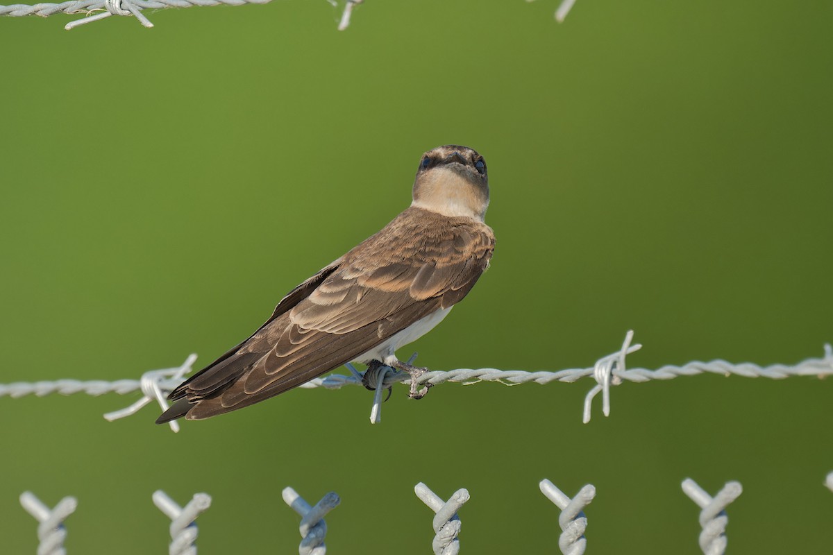 Northern Rough-winged Swallow - ML620477351