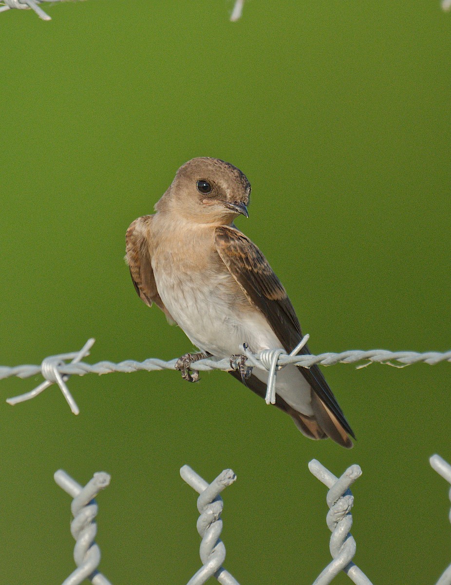 Northern Rough-winged Swallow - ML620477352