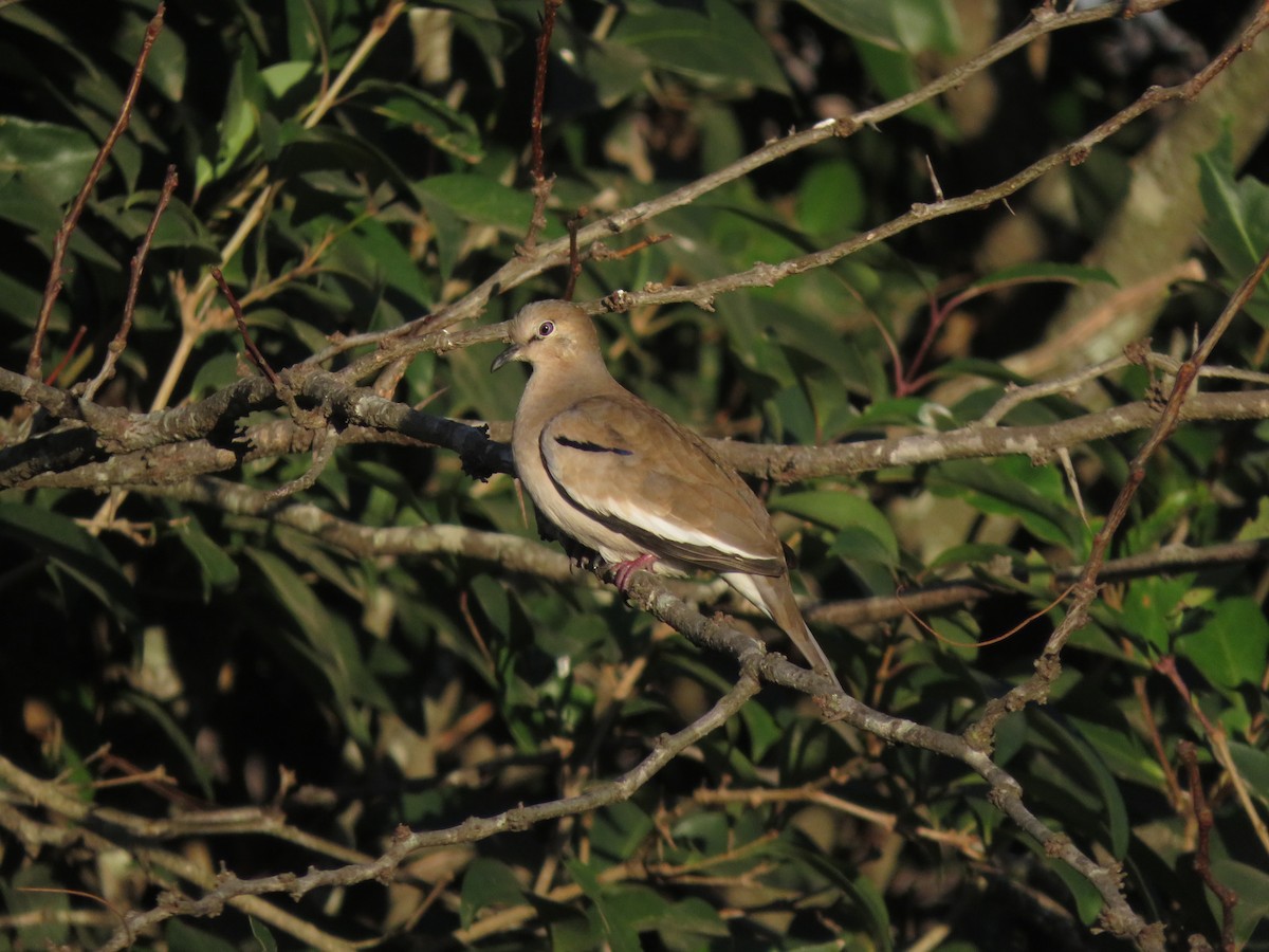 Picui Ground Dove - ML620477355