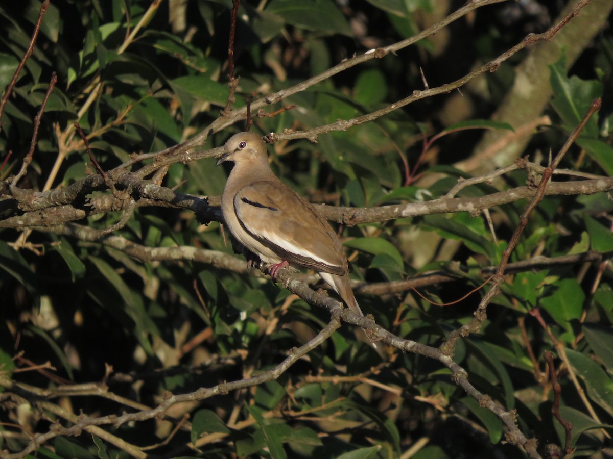 Picui Ground Dove - ML620477356