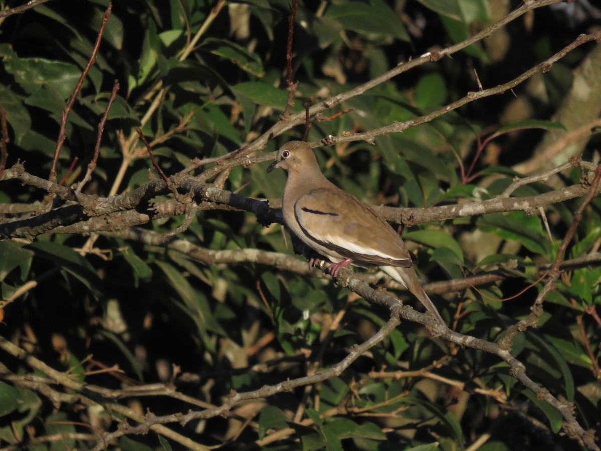 Picui Ground Dove - ML620477360