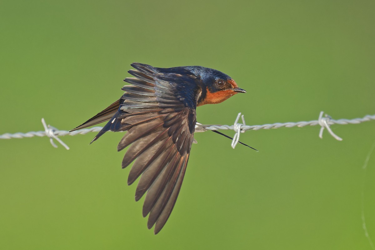 Golondrina Común - ML620477363