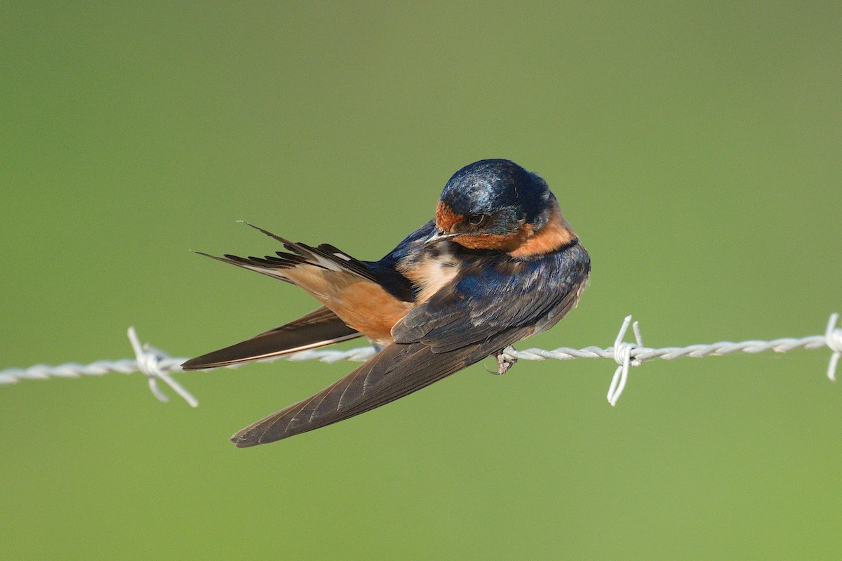 Barn Swallow - ML620477365