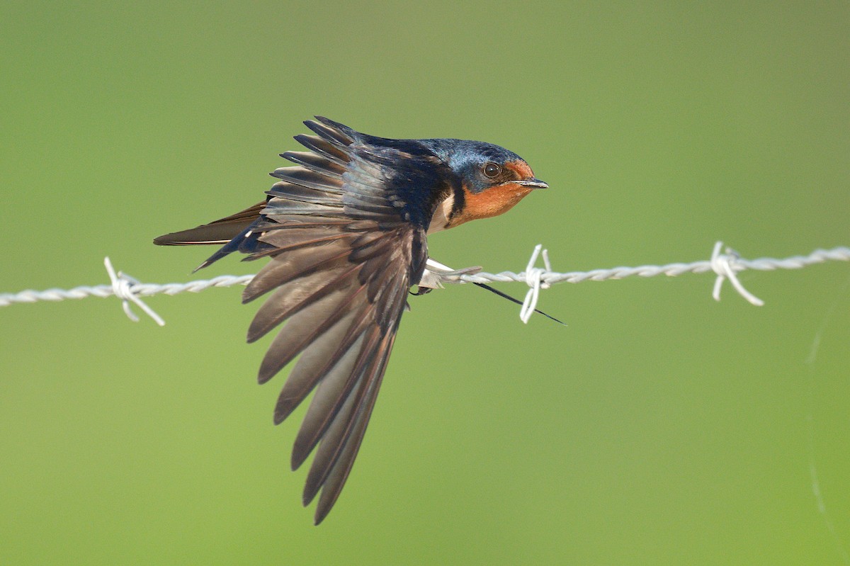 Barn Swallow - ML620477366