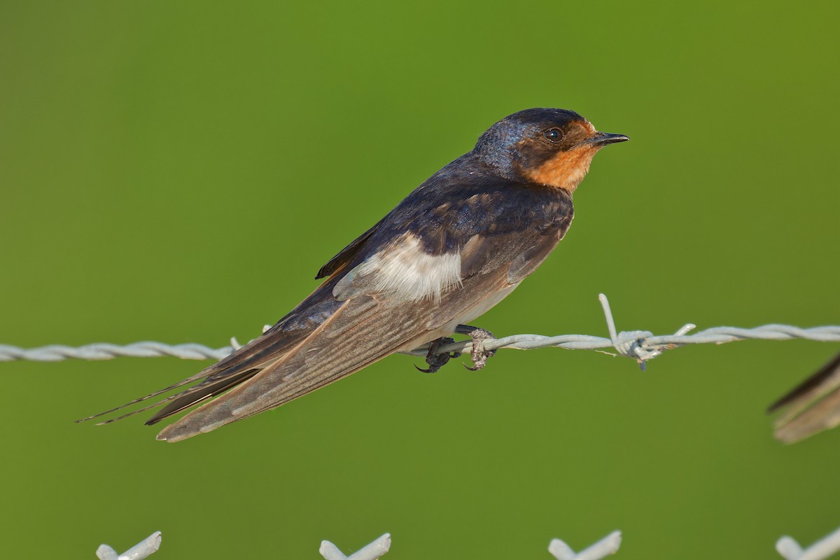 Golondrina Común - ML620477367