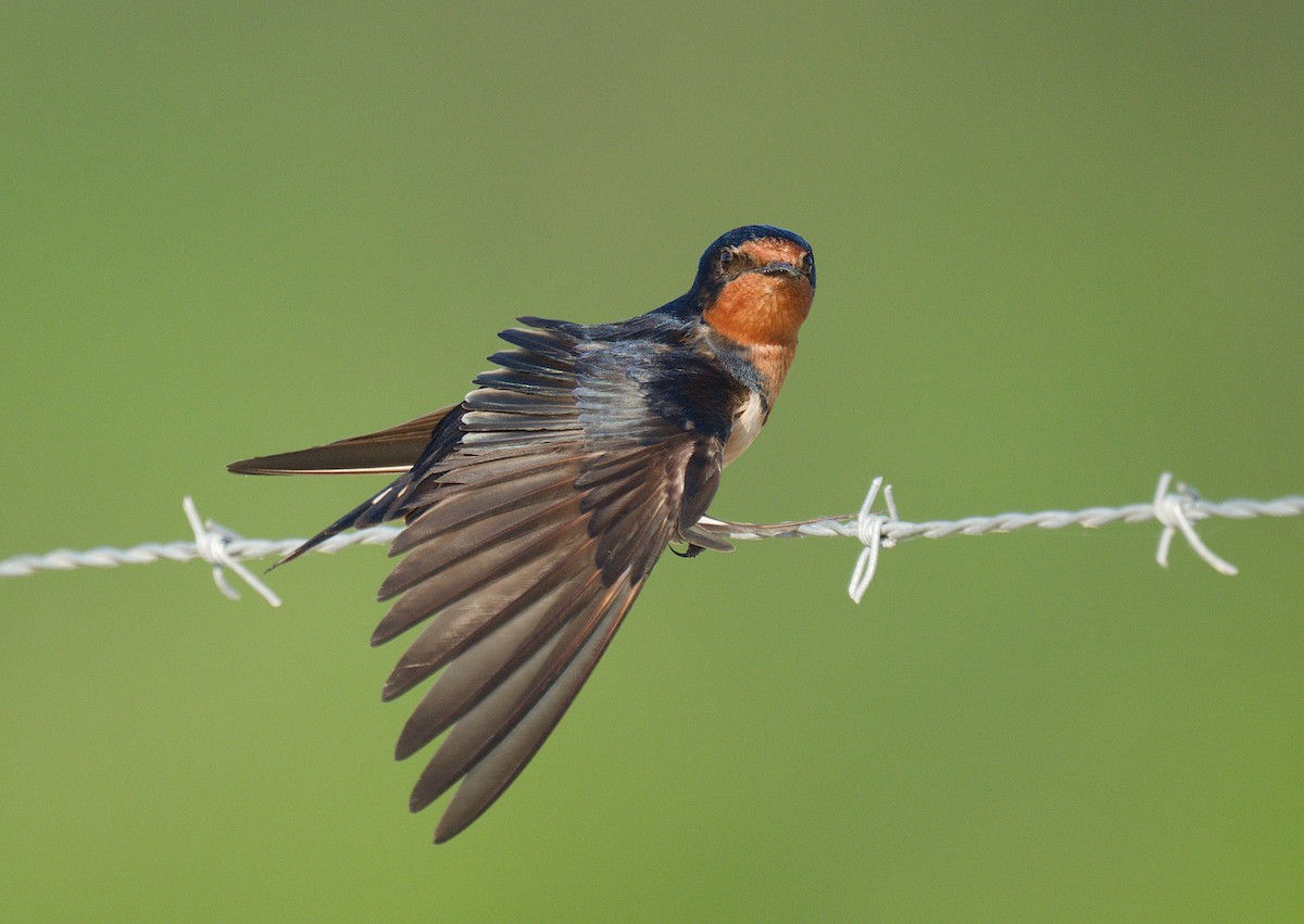 Barn Swallow - ML620477368