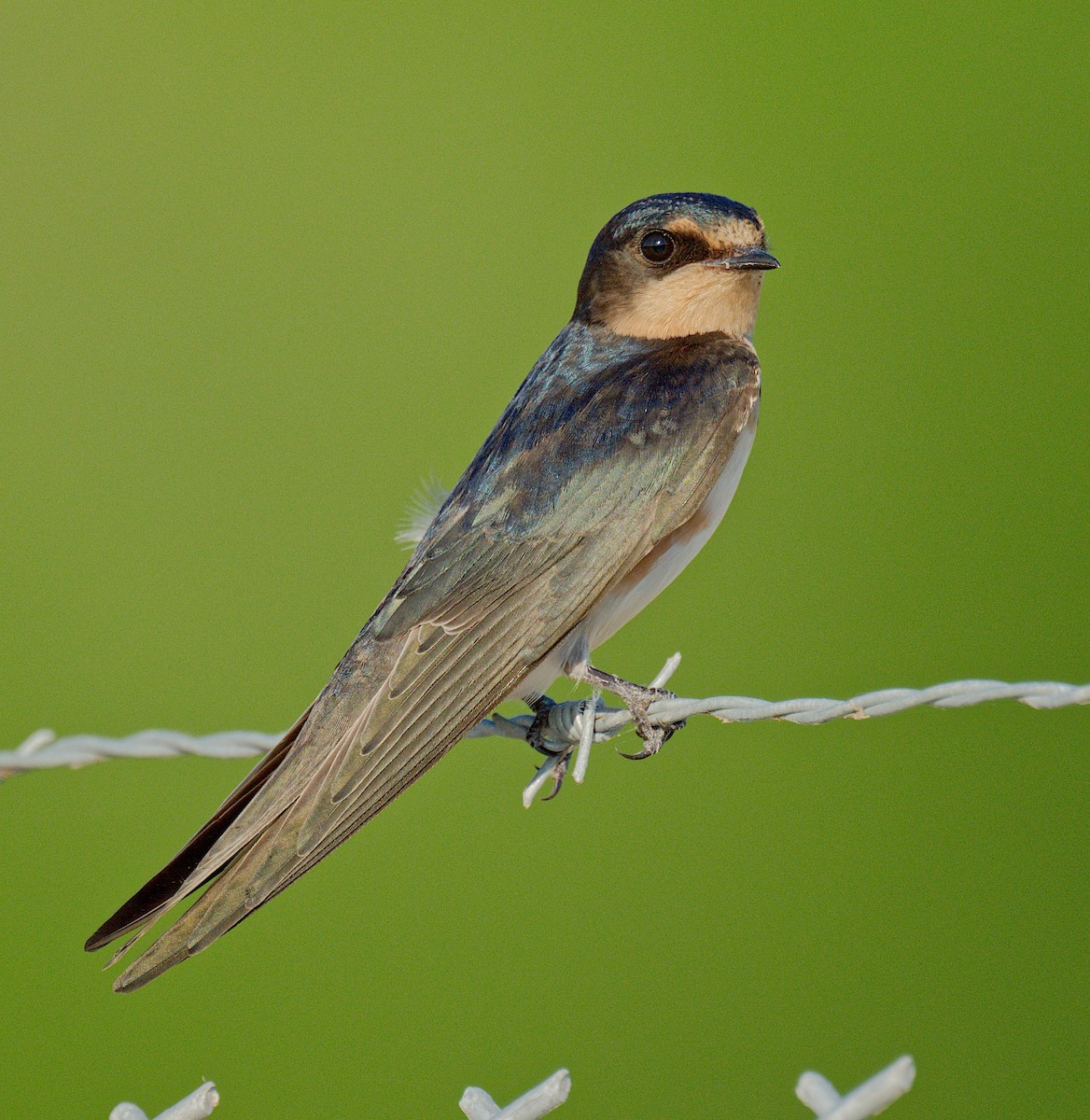 Barn Swallow - ML620477369