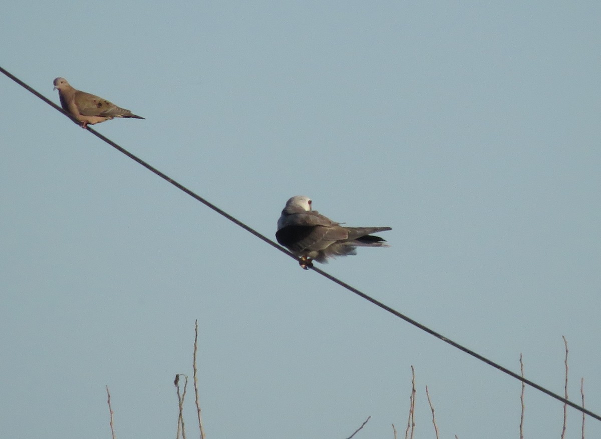 White-tailed Kite - ML620477370