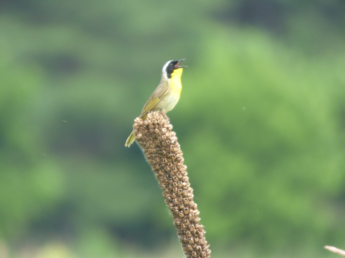 Common Yellowthroat - ML620477375