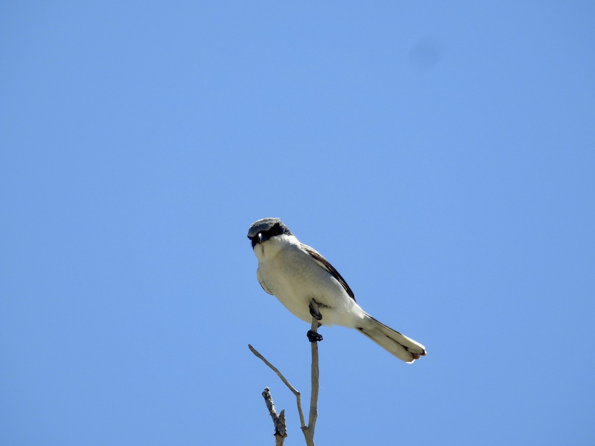 Loggerhead Shrike - ML620477390