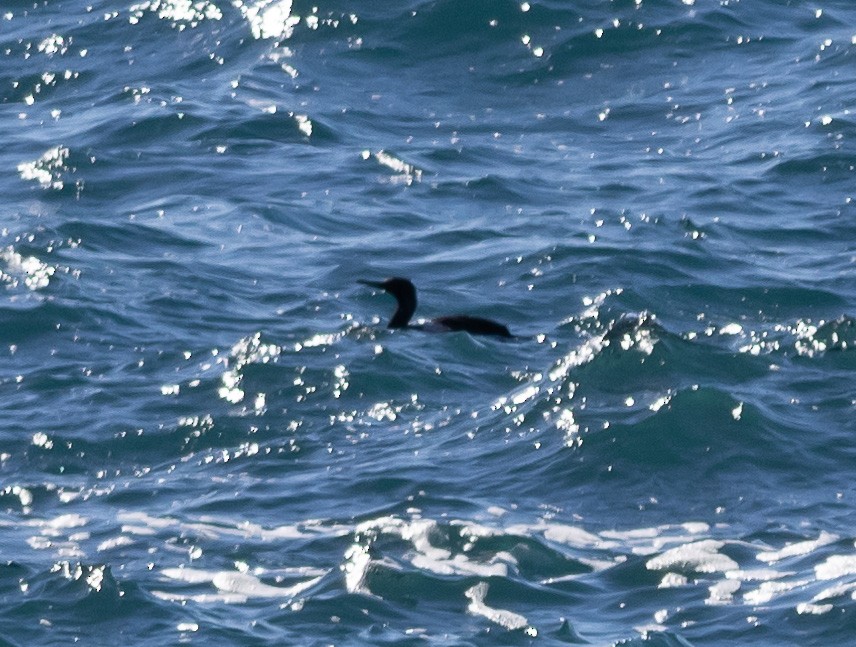 Pelagic Cormorant - ML620477393