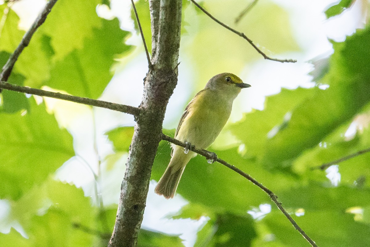 Viréo aux yeux blancs - ML620477403