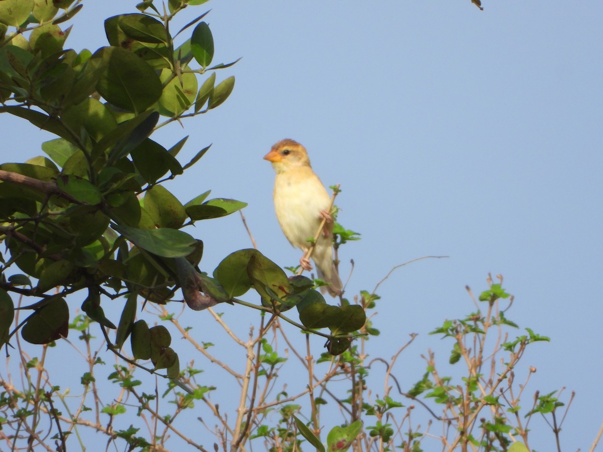 Baya Weaver - ML620477407