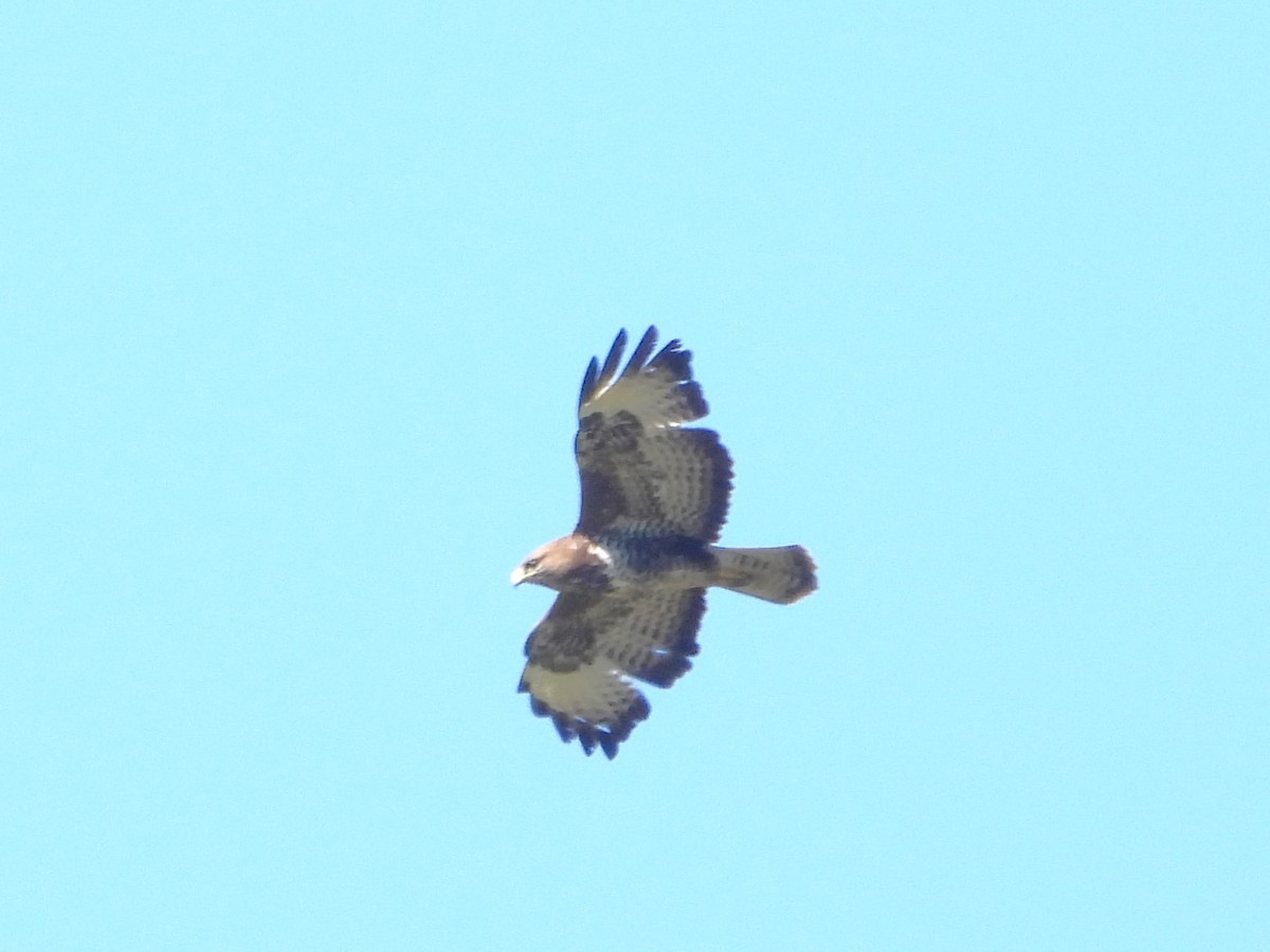 Common Buzzard - ML620477410