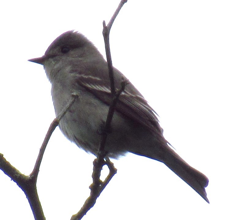 Western Wood-Pewee - ML620477413