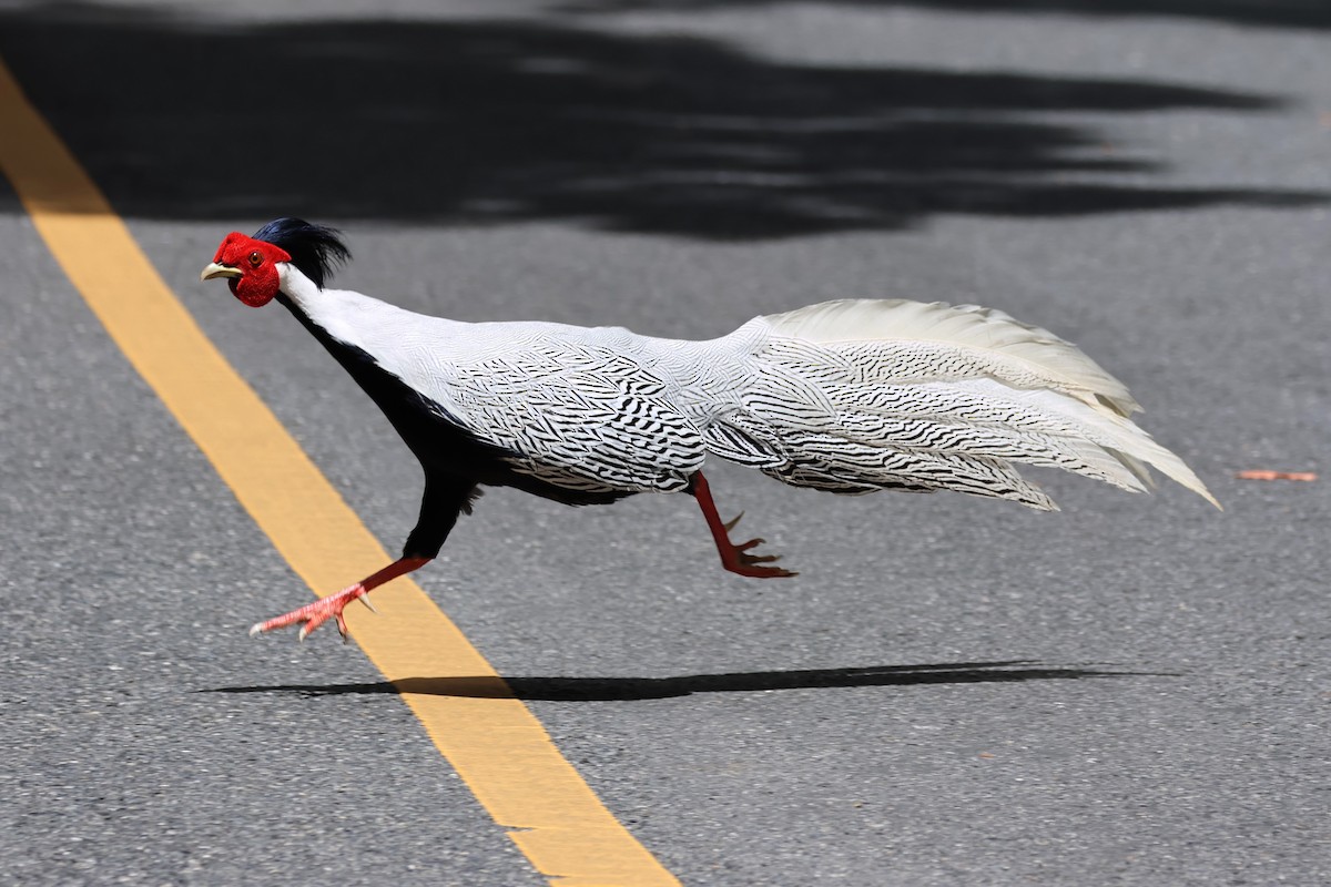 Silver Pheasant - ML620477415