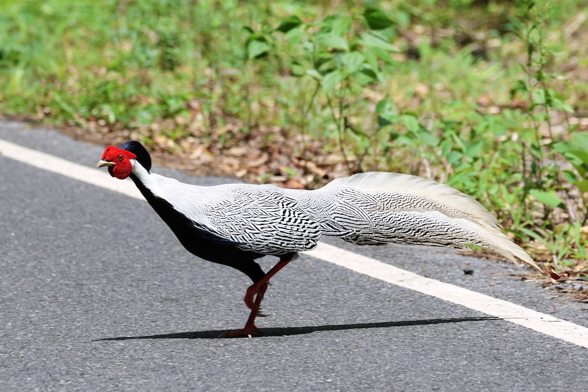 Silver Pheasant - ML620477418