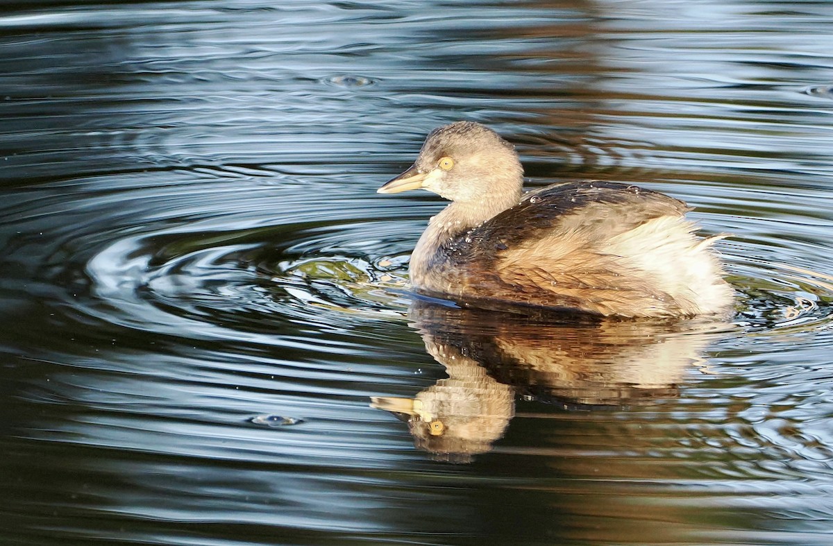 Australasian Grebe - ML620477419