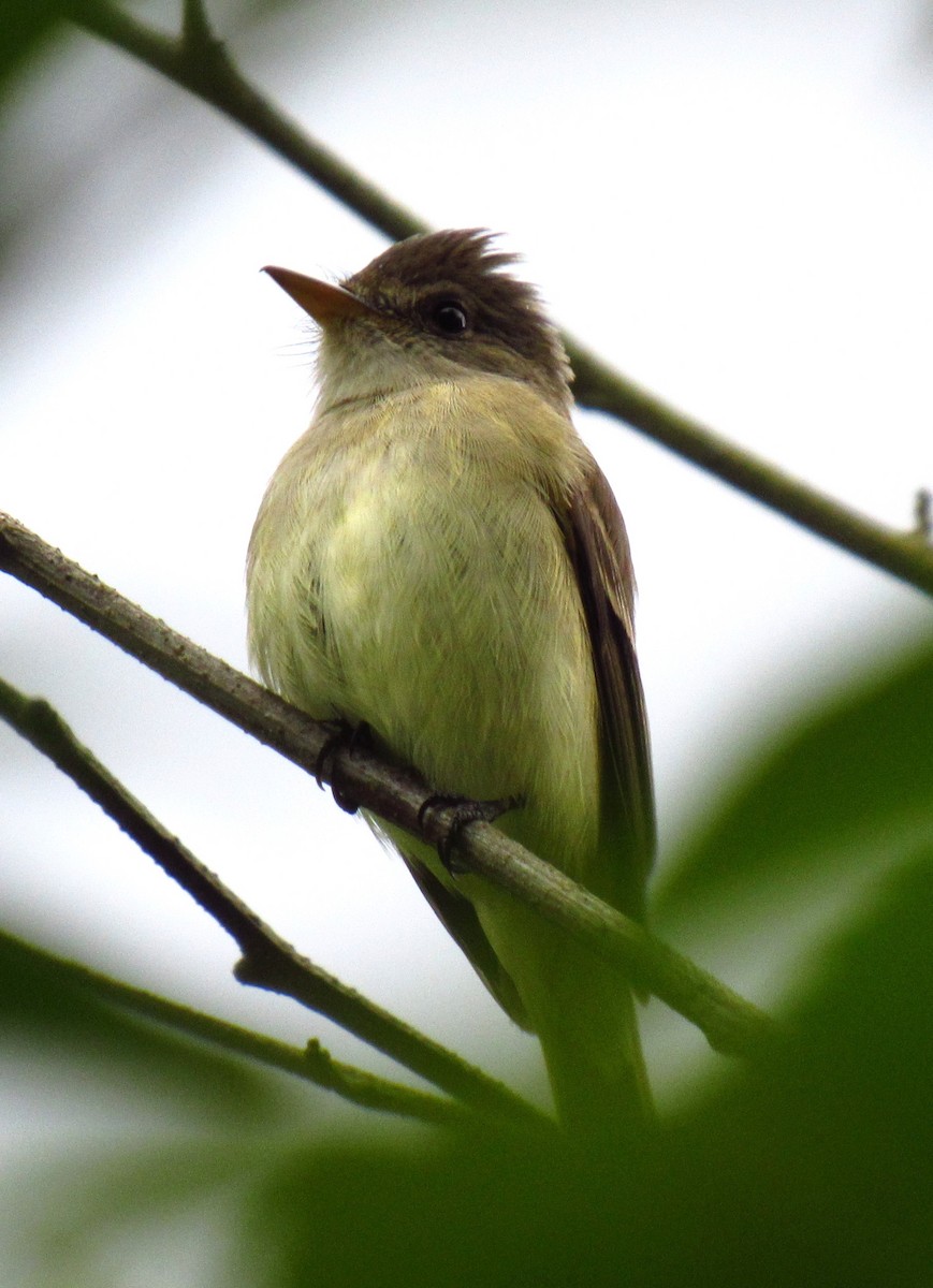 Willow Flycatcher - ML620477422