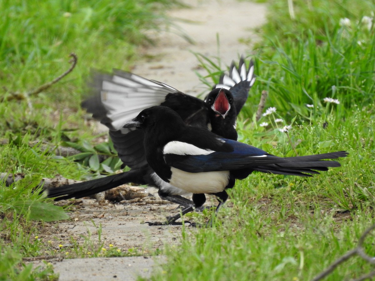 Eurasian Magpie - ML620477426