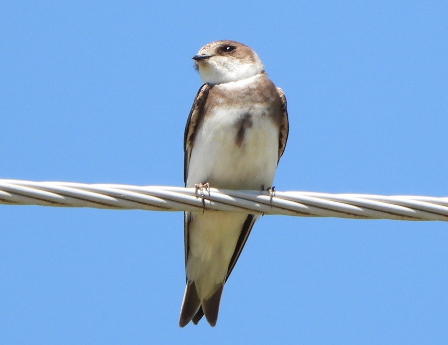 Bank Swallow - Jiří Šafránek