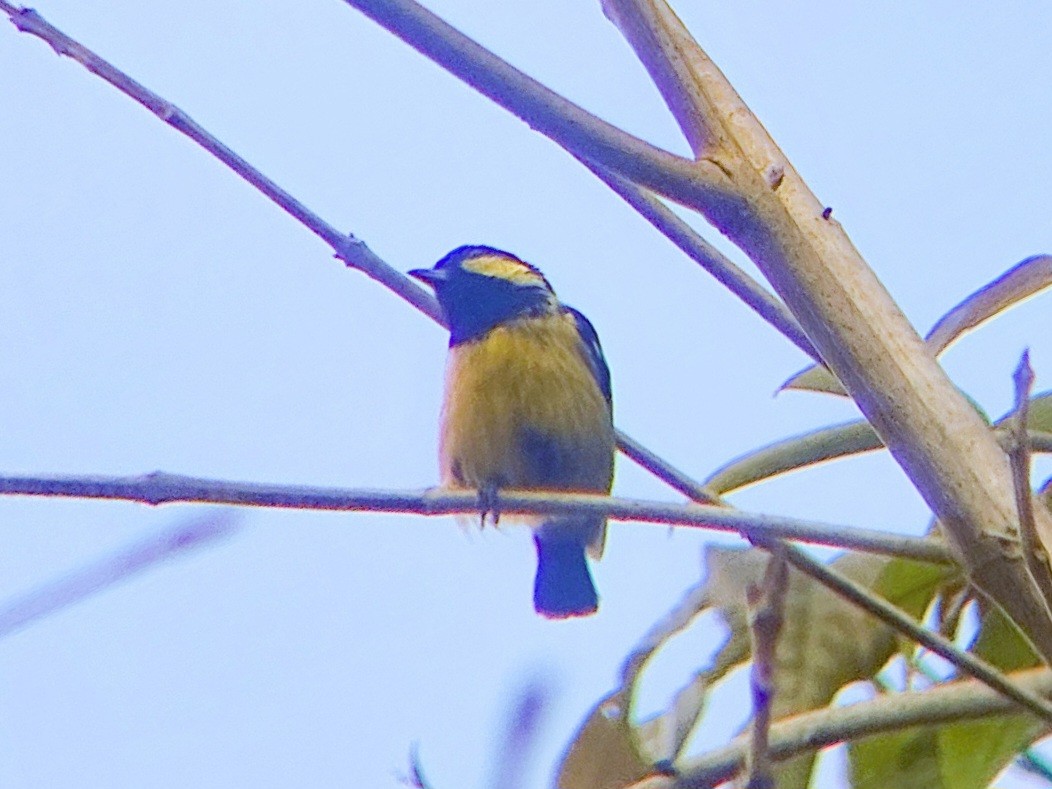 Elegant Tit - ML620477432