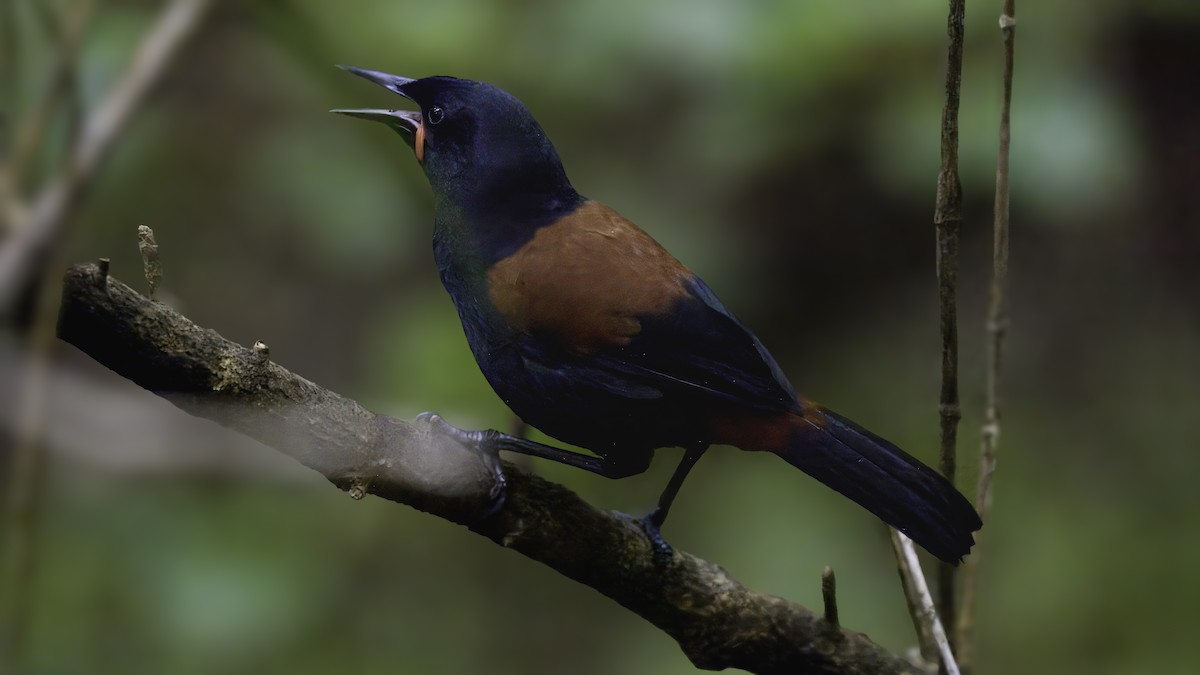 South Island Saddleback - ML620477434