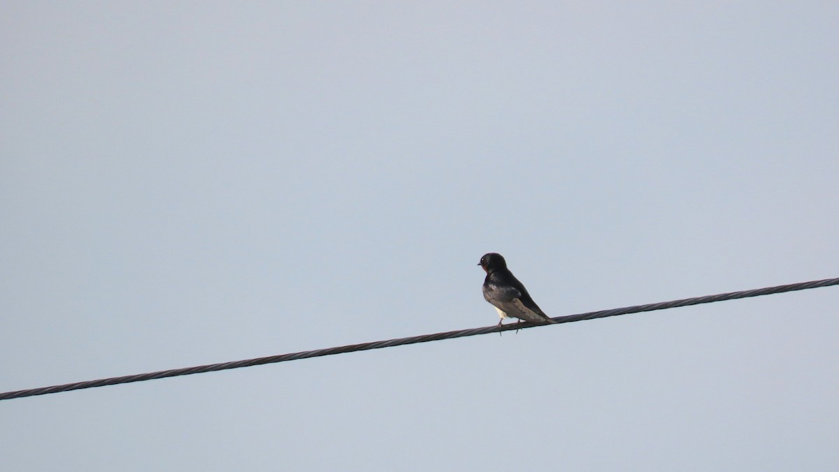 Barn Swallow - ML620477440