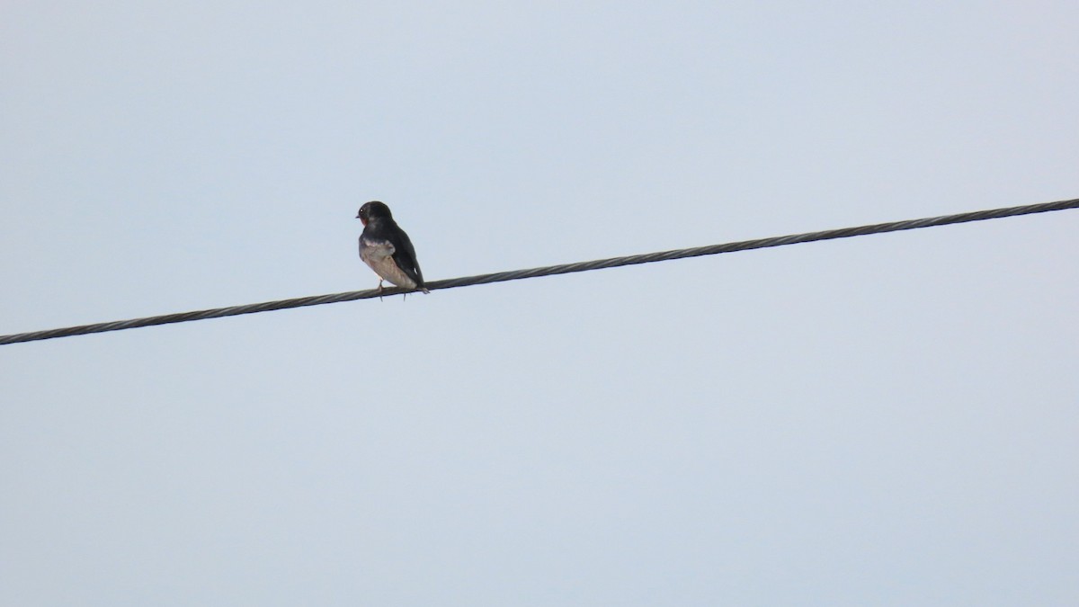 Barn Swallow - ML620477441