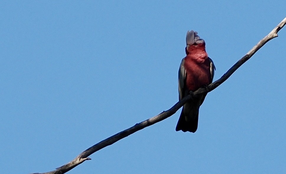 Cacatúa Galah - ML620477444