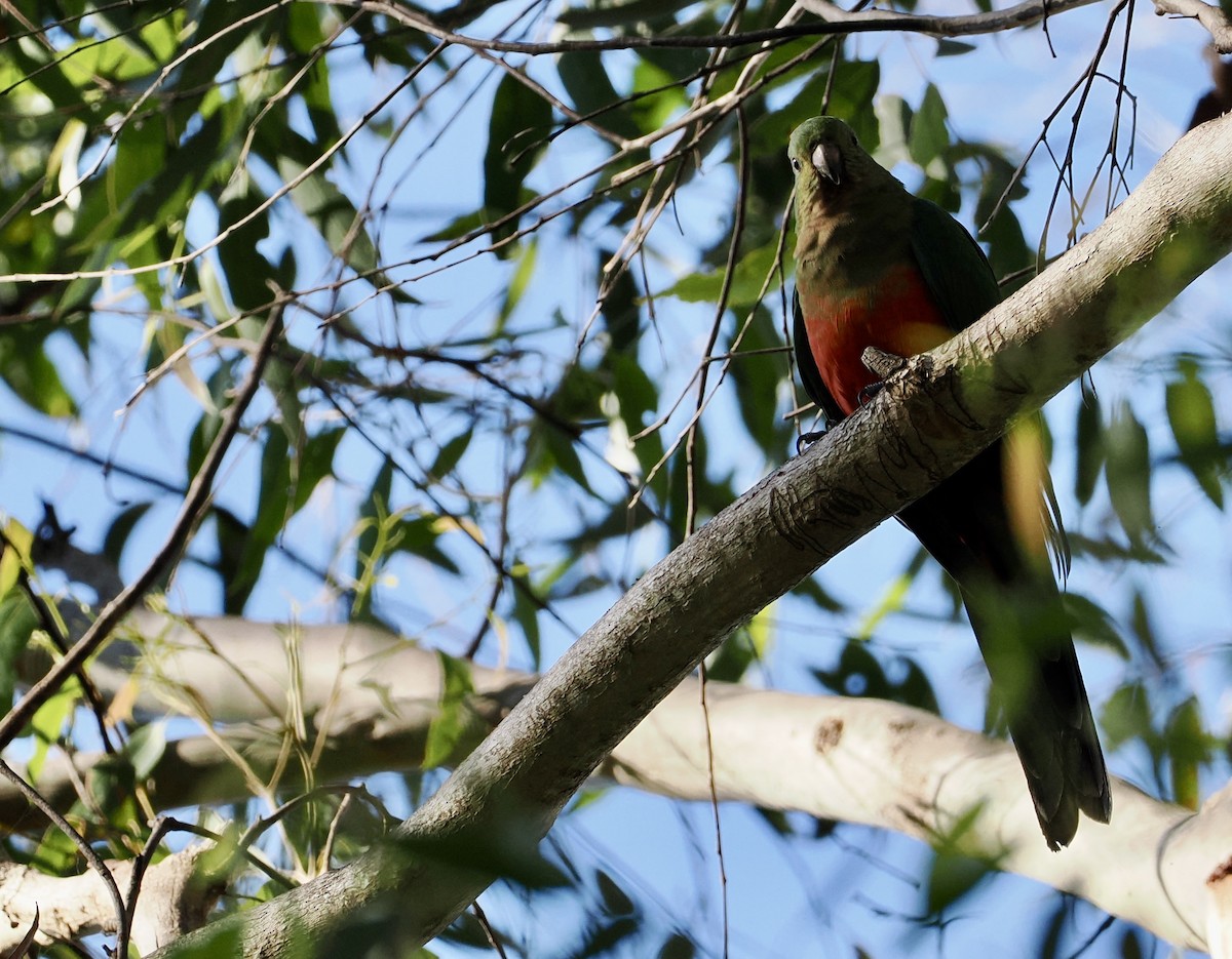 キンショウジョウインコ - ML620477449