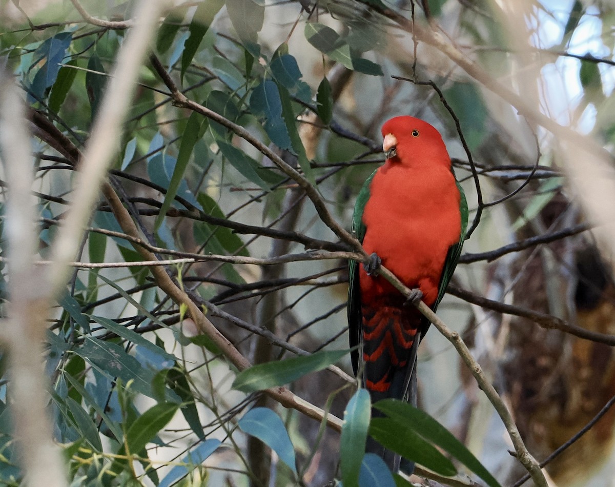 Australian King-Parrot - ML620477450