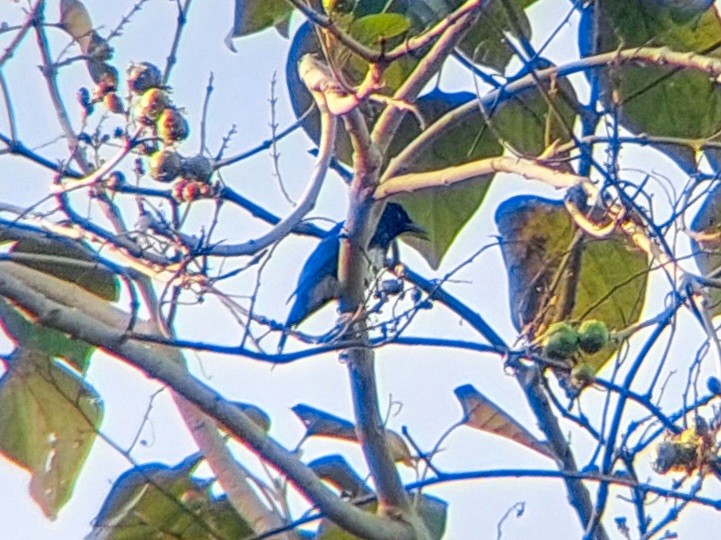 Drongo Balicassio (mirabilis) - ML620477452