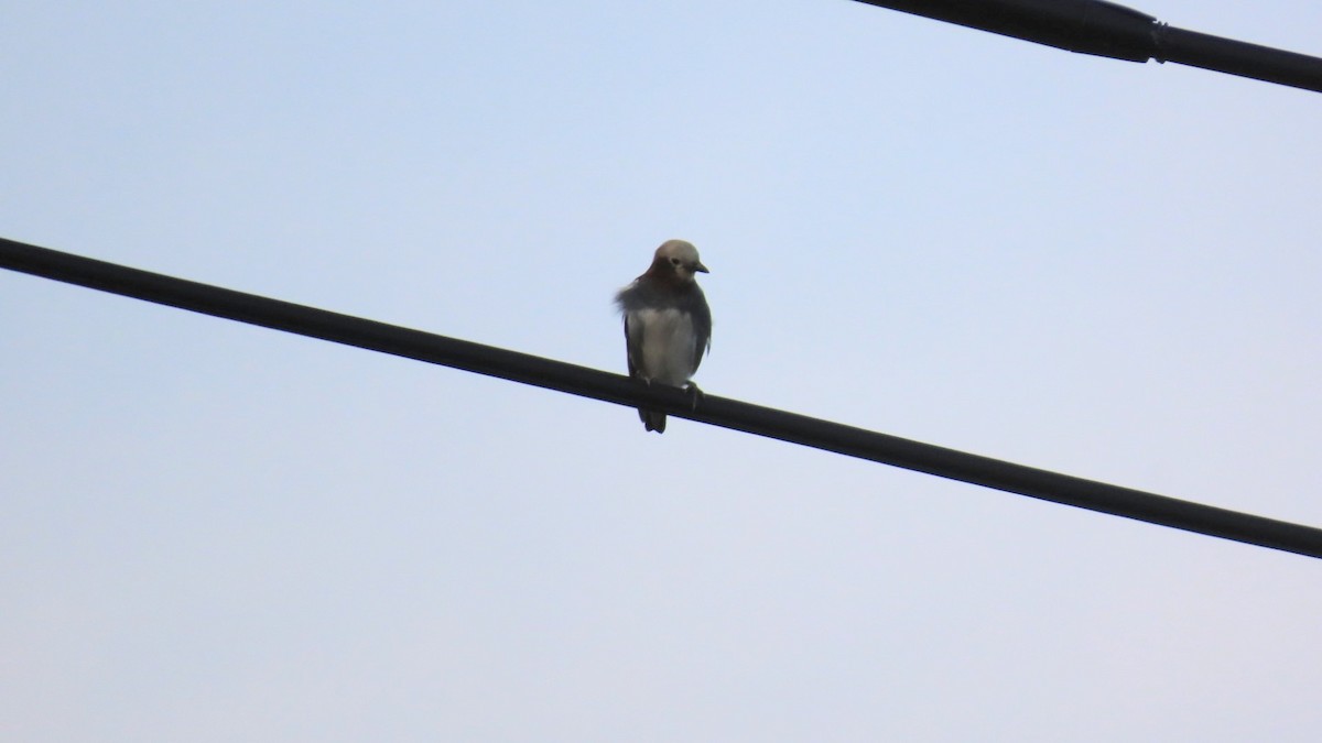 Chestnut-cheeked Starling - YUKIKO ISHIKAWA