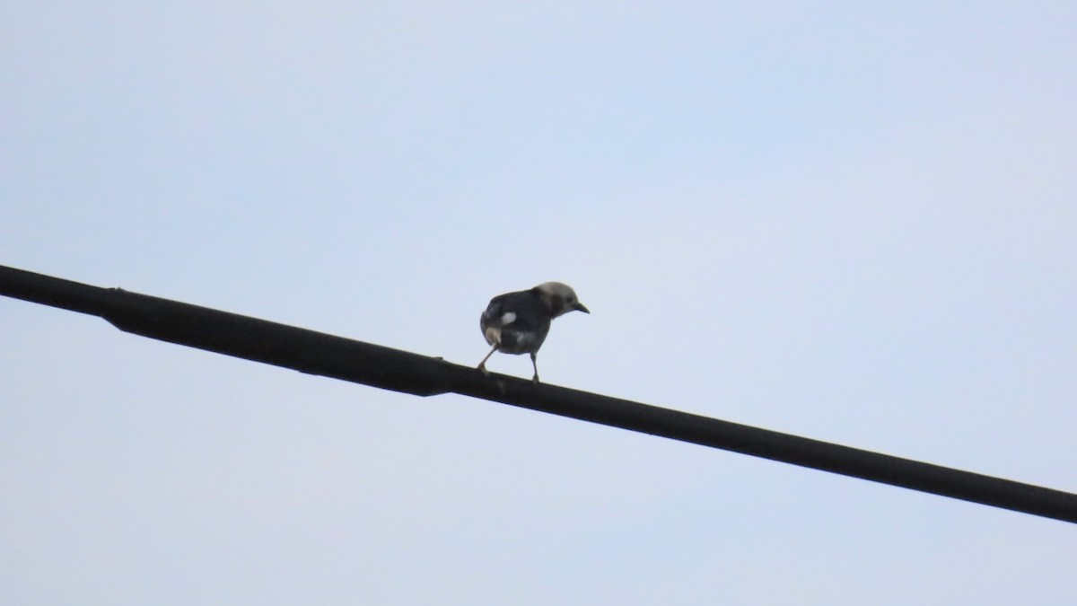 Chestnut-cheeked Starling - ML620477458