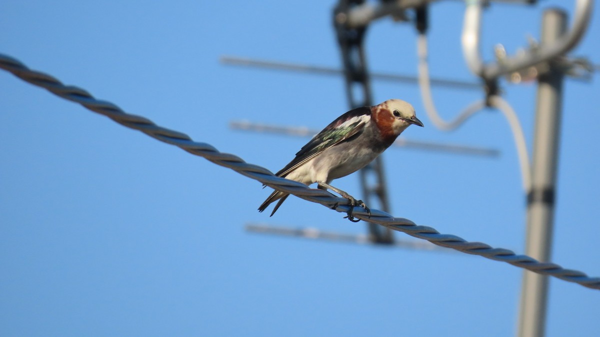 Chestnut-cheeked Starling - ML620477459