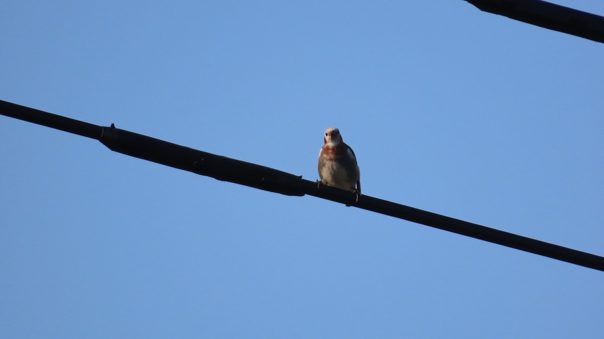 Chestnut-cheeked Starling - ML620477460