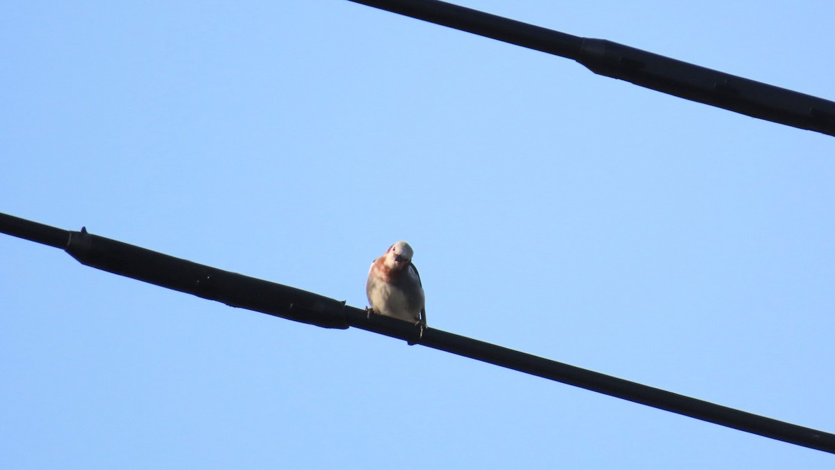 Chestnut-cheeked Starling - ML620477462