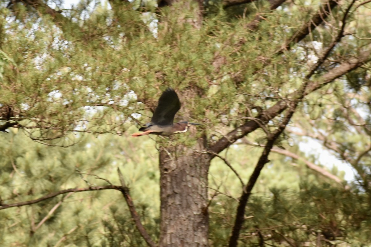 Green Heron - ML620477467