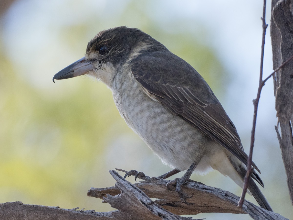 Gray Butcherbird - ML620477473