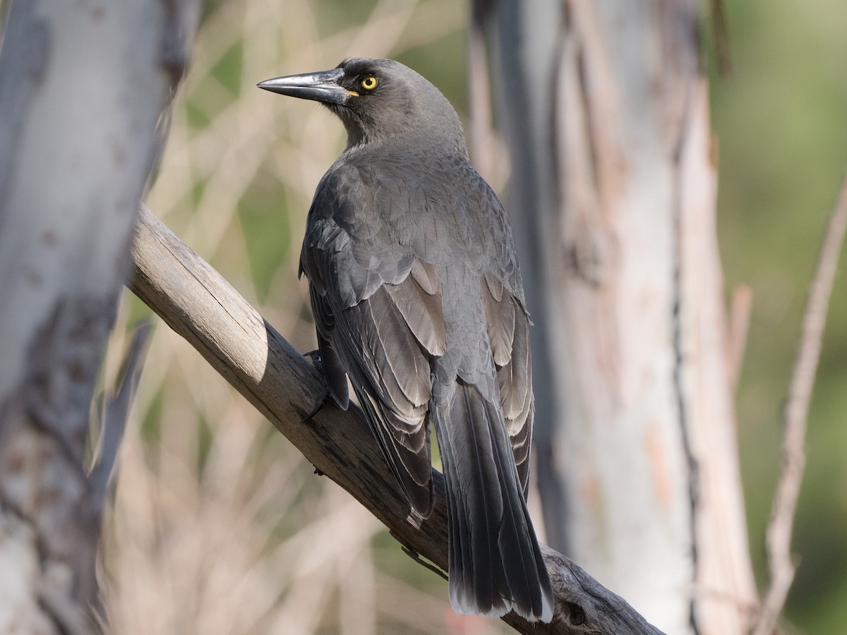 Gray Currawong - ML620477475