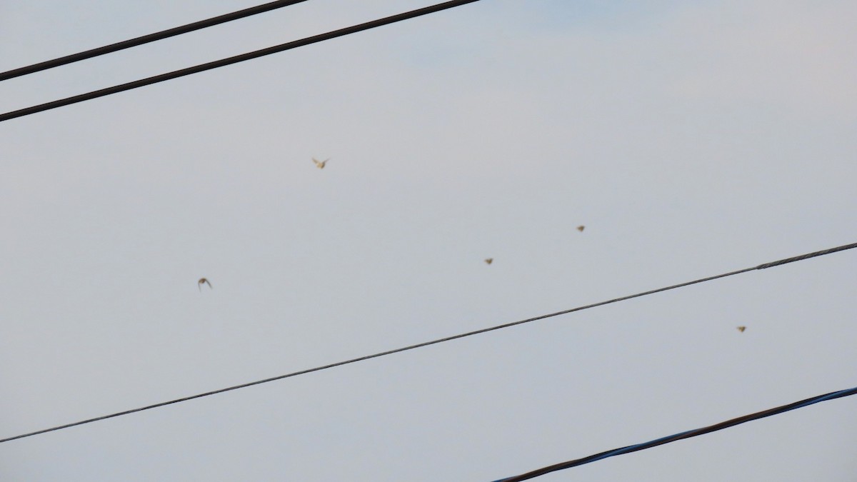 White-cheeked Starling - ML620477480